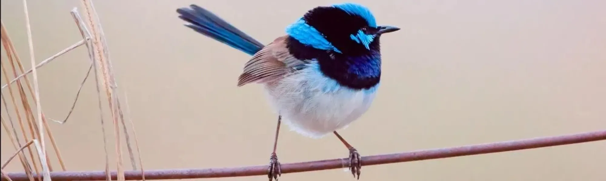 Photo: Olivia Congdon/ANU