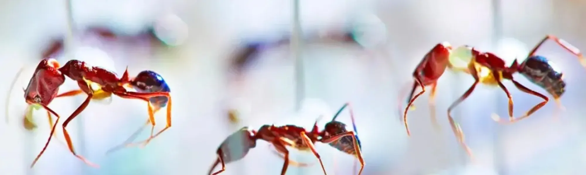 Okinawa Institute of Science and Technology (OIST) /Peter Ginter