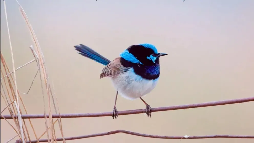 Photo: Olivia Congdon/ANU