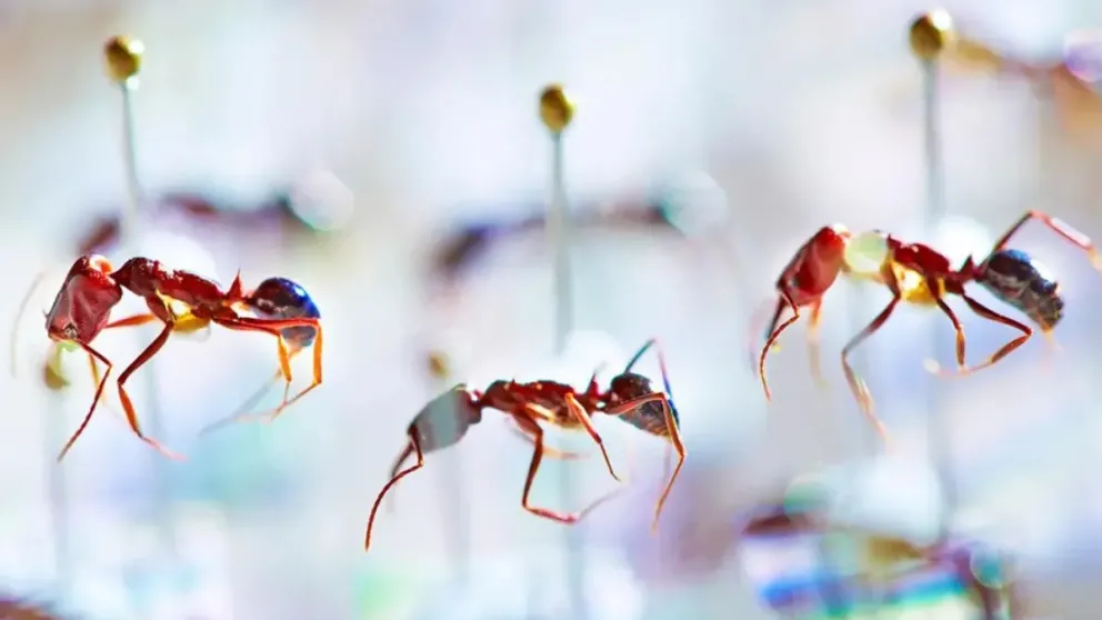 Okinawa Institute of Science and Technology (OIST) /Peter Ginter