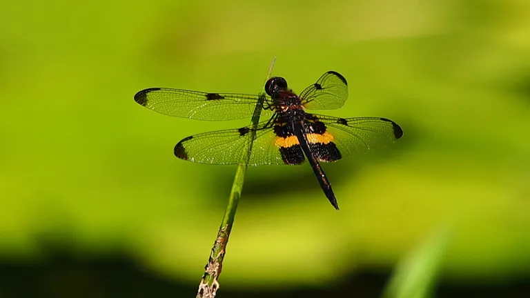 green-dragonfly